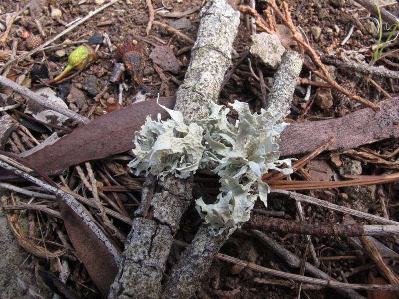 [Ramalina mollis]